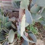 Opuntia engelmannii Salm-Dyck ex Engelm.Fruit