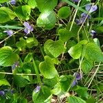 Viola suavis Leaf