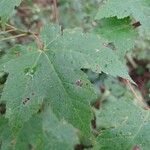 Acer glabrum Leaf