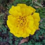 Tagetes erecta 花