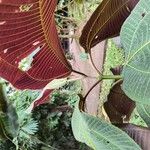 Miconia calvescens List
