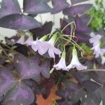 Oxalis triangularis A. St.-Hil. Цвят