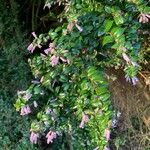 Rhaphithamnus spinosus Hoja