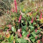 Persicaria orientalis Žiedas