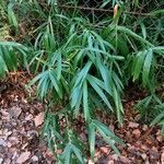 Phyllostachys viridis 葉