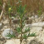 Polycnemum majus Likasa