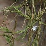 Angraecum atlanticum Habit