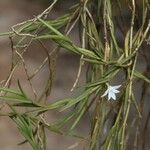 Angraecum atlanticum عادت داشتن