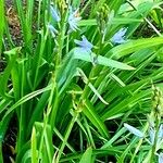 Camassia leichtlinii Flor
