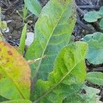 Crepis mollis Blad