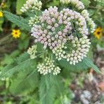 Pluchea camphorata Flower