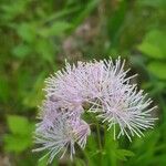 Thalictrum aquilegiifolium പുഷ്പം