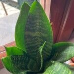 Sansevieria hyacinthoides Blad