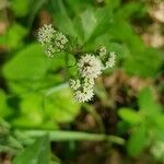 Sanicula europaea Fiore