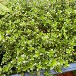 Thymus × citriodorus Leaf