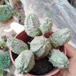 Euphorbia pseudoglobosa List