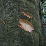 Albizia adianthifolia Rusk