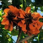 Erythrina caffra Blüte