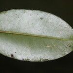 Calophyllum brasiliense Blatt