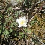 Anemone nemorosa 花