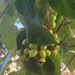 Paulownia tomentosaഫലം