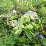 Borago officinalis Floare