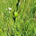 Gladiolus imbricatus Плод