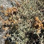 Frankenia corymbosa Hoja
