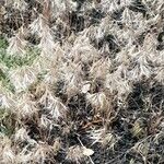 Bromus tectorum Плід