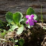 Primula hirsutaFlower