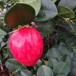 Carissa macrocarpa Fruit