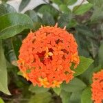 Ixora chinensisFlower