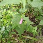 Kosteletzkya pentacarpos Likasa