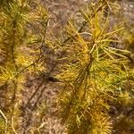 Asparagus umbellatus Leaf