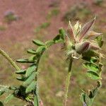 Astragalus stella Плод