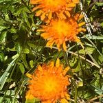 Crepis aurea പുഷ്പം