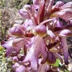 Himantoglossum robertianum Fleur