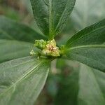 Bernardia corensis Flower