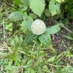 Salix eriocephala Blüte