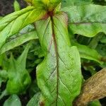 Pentstemon x hybridus Likasa
