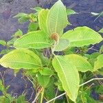 Miconia calvescens List