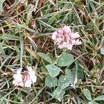 Trifolium occidentale Blomma