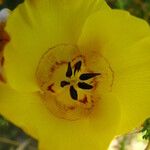 Calochortus clavatus Flower