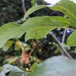 Sorbus wilsoniana Blad