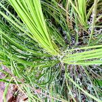 Agave geminiflora Hoja