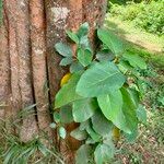 Ficus nymphaeifolia Лист