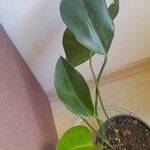 Philodendron martianum Lapas