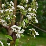 Stevia ovata Plante entière