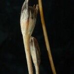 Primula macrophylla Fruto