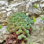 Saxifraga marginata Flor